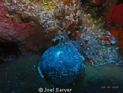 Blue Sea Pearl-Cozumel by Joel Sarver 